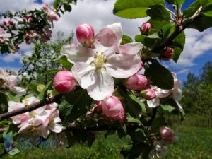 Sunny Apple Blossoms