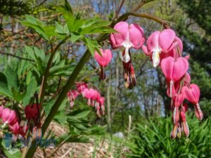 The Bleeding Heart