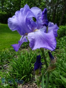 Iris in June