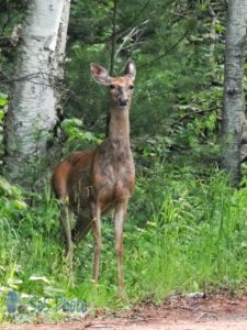 Surprised Deer