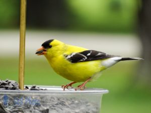 Colorful Goldfinch