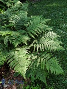 Old Ferns