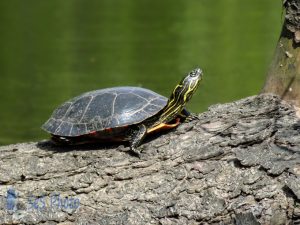 Troubled Turtle Times