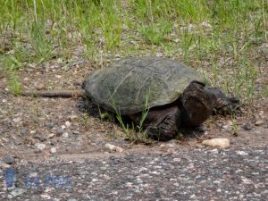 Road Crossing Snapper