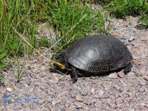 Blanding's Turtle