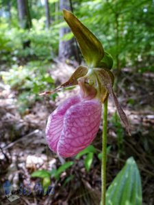 Pink Lady’s Slipper