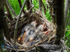 Baby Red-winged Blackbirds