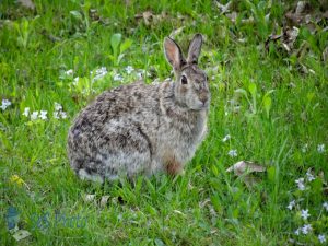 Bad Bunny