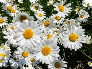 Summer Daisies