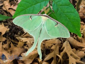 Luna Moth