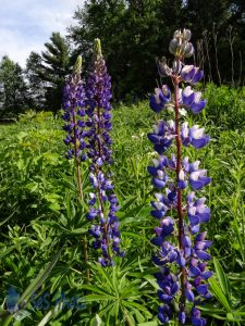 Spotting the Lupines