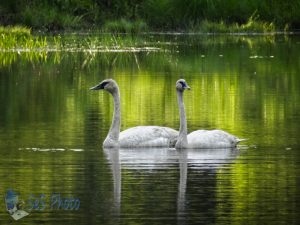 Strolling Swans