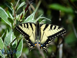 Tiger Swallowtail