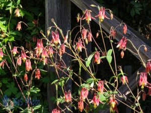 Wild Columbine