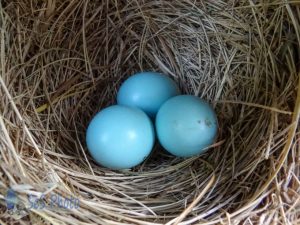 Bluebird Nest