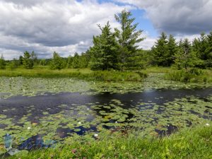 Peaceful Water View