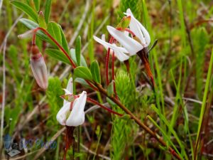 Wild Cranberry Blossoms