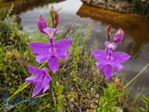 Tuberous Grass-pink