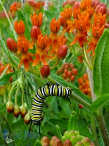 Monarch Caterpillar on Butterfly-weed