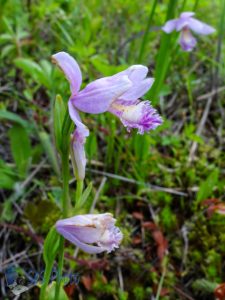 Dragon's Mouth Orchids