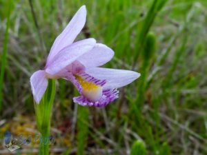 Maybe a Snake-mouth Orchid