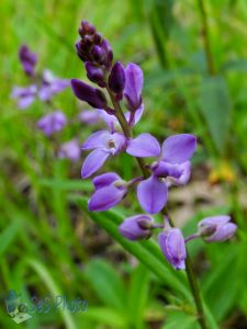 Racemed Milkwort