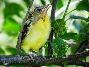 Young Baltimore Oriole