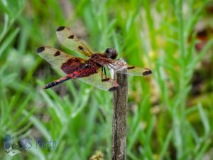 Calico Pennant Dragonfly