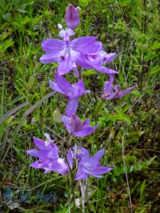 Tuberous Grass-pink Blossoms