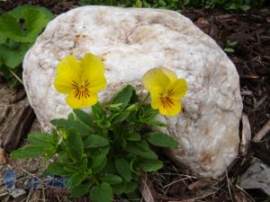 Yellow Violas