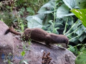 Short-tailed Weasel