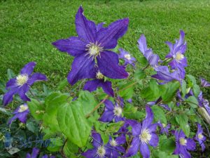 Clematis Before the Storms