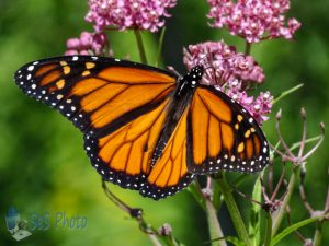 Monarch on Swamp Milkweed