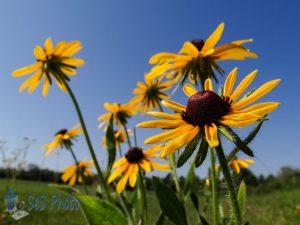 Black-eyed Susan Wheel