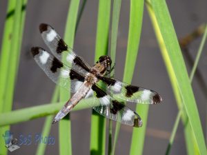 Twelve-spotted Skimmer