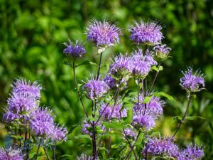 Wild Bergamot