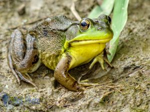 American Bullfrog