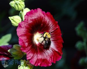 Bumblebee in Hollyhock