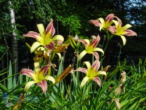 Colorful Daylilies