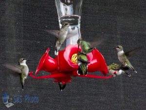 Hummingbird Feeder Fight