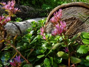 Dragon's Blood Sedum