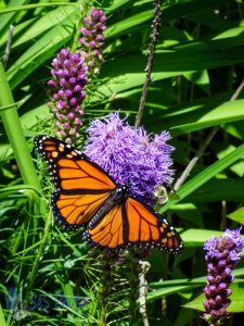 Summertime Monarch