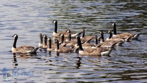 Geese Swimming Formation