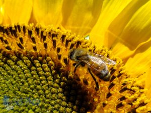 Sunflower Bee