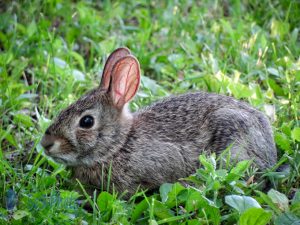 Summertime Bunny