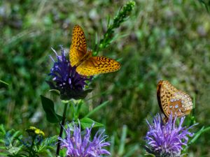 Great Spangled Fritillary