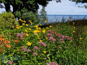 Summertime Flowers