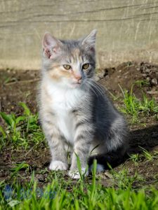 Kitten on Watch