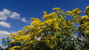 Goldenrod for Tires