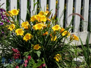 Yellow Daylily